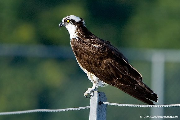 Osprey