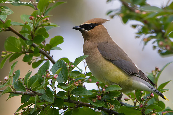 Cedar Waxwing