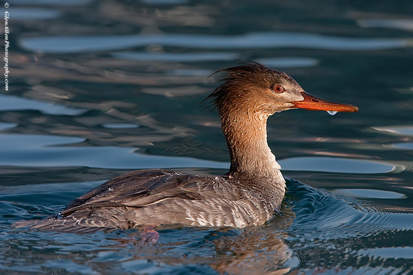 Red-breasted Merganser