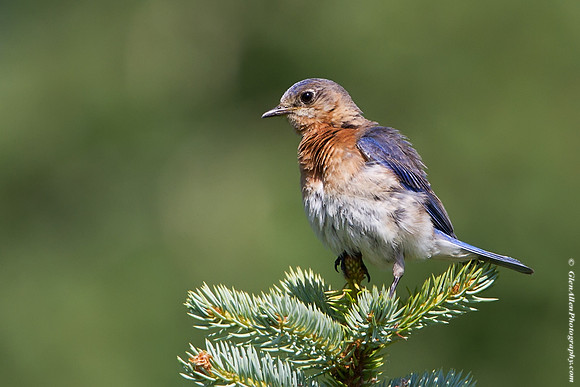 Eastern Bluebird