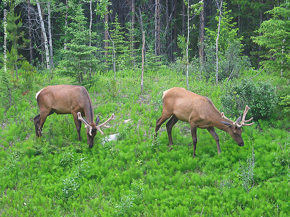 Elk