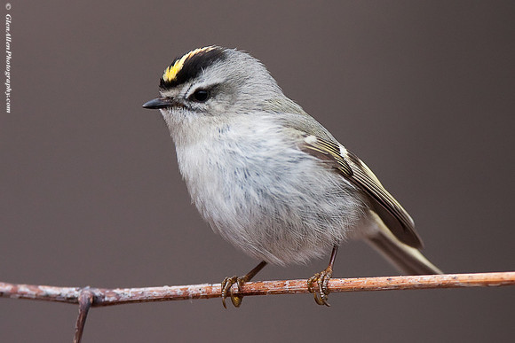 Golden-crowned Kinglet