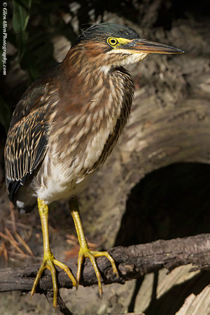 Green Heron