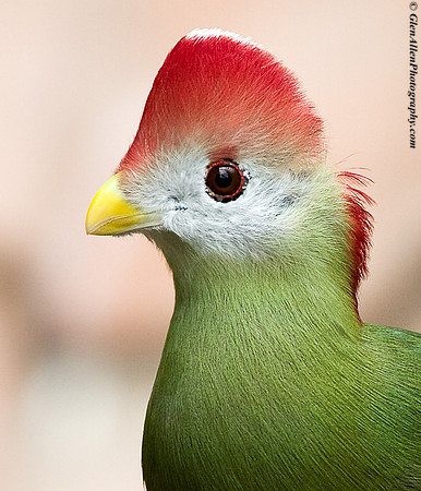 Red Crested Turaco