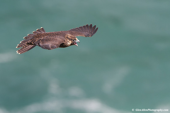 Peregrine Falcon