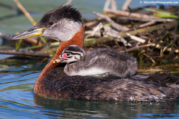 Red-necked Grebe