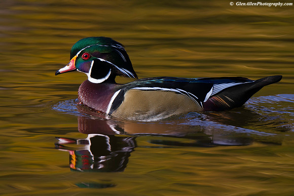 Wood Duck