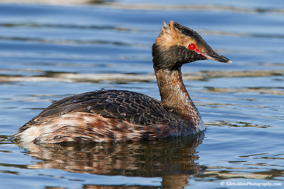Horned Grebe