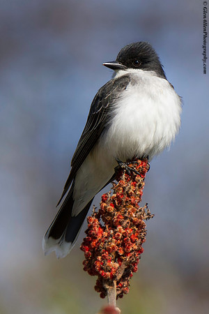 Eastern Kingbird