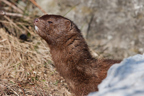 Mink