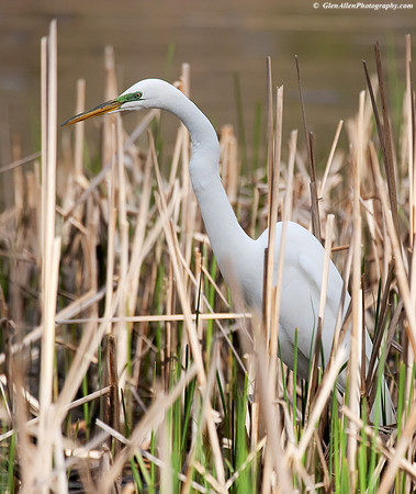 Great Egret