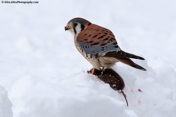 American Kestrel