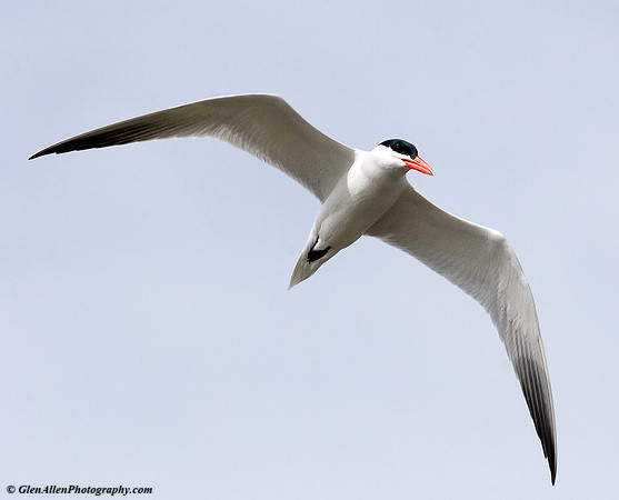 Caspian Tern