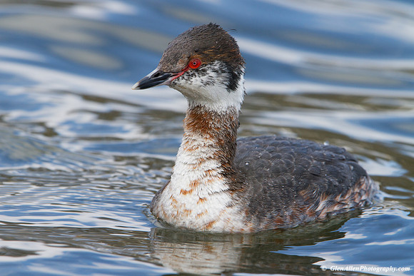 Horned Grebe