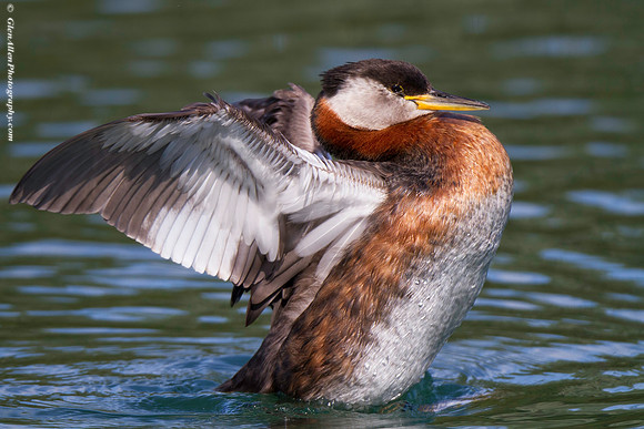 Red-necked Grebe