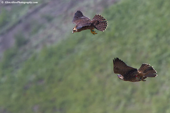 Peregrine Falcon