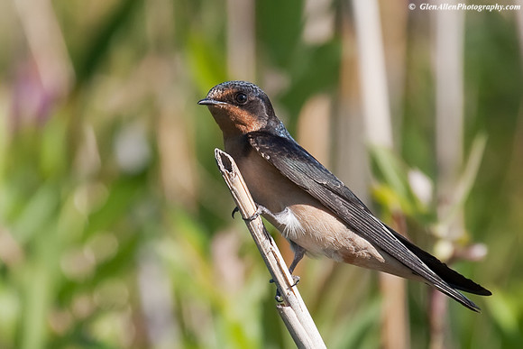 Barn Swallow