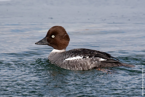 Common Goldeneye