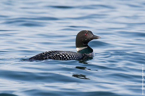 Common Loon