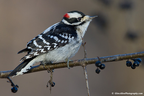 Downy Woodpecker