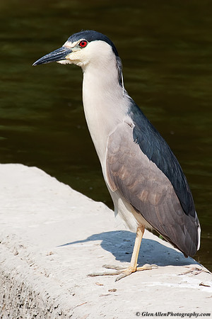 Black-crowned Night-Heron