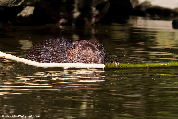Beaver