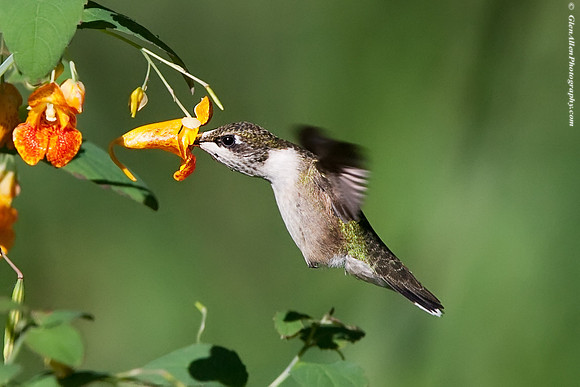 Ruby-throated Hummingbird