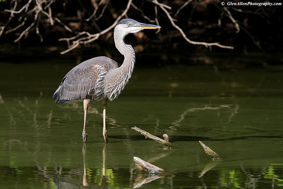 Great Blue Heron