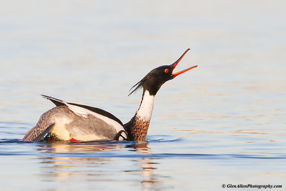 Red-breasted Merganser