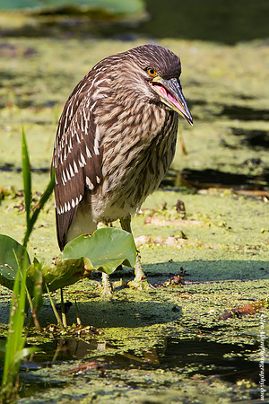 Black-crowned Night-Heron (Juvenile)