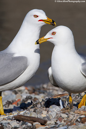 Ring-billed Gull