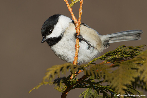 Black-capped Chickadee