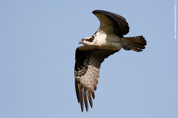 Osprey