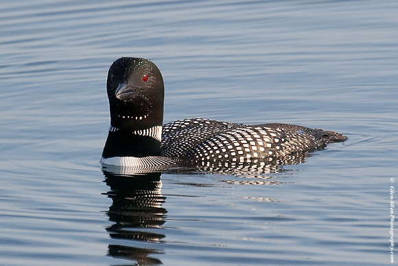 Common Loon