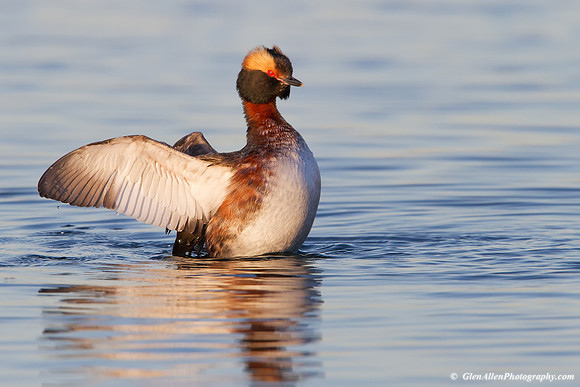 Horned Grebe