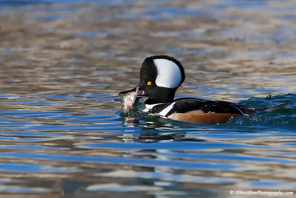 Hooded Merganser