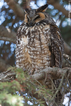Long-eared Owl