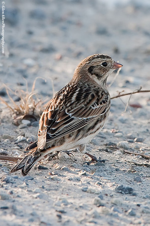 Lapland Longspur