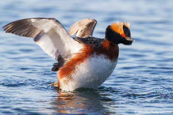 Horned Grebe