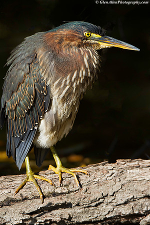 Green Heron