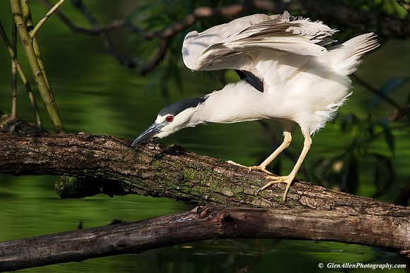 Black-crowned Night-Heron