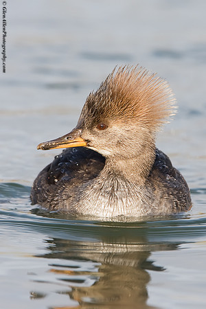 Hooded Merganser