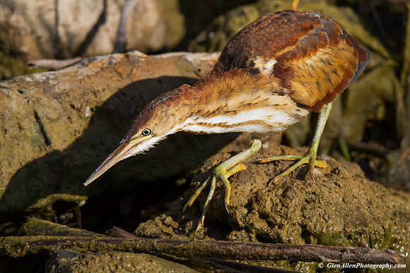 Least Bittern