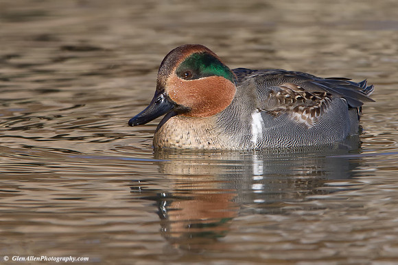 Green-winged Teal