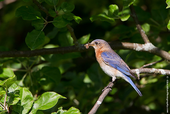 Eastern Bluebird