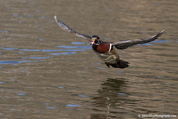 Wood Duck