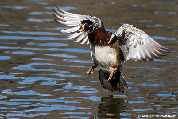 Wood Duck