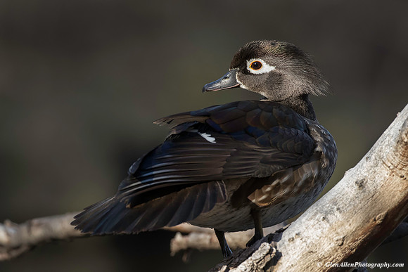 Wood Duck