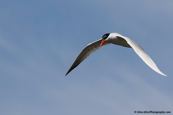 Common Tern