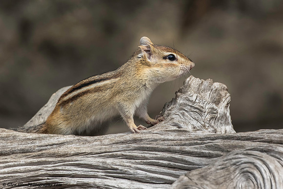 Chipmunk